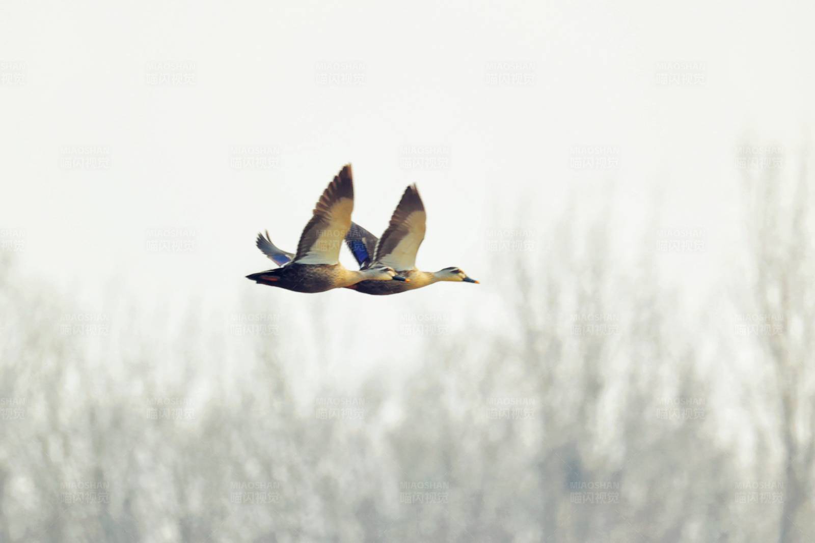 比翼双飞 - 斑嘴鸭图片