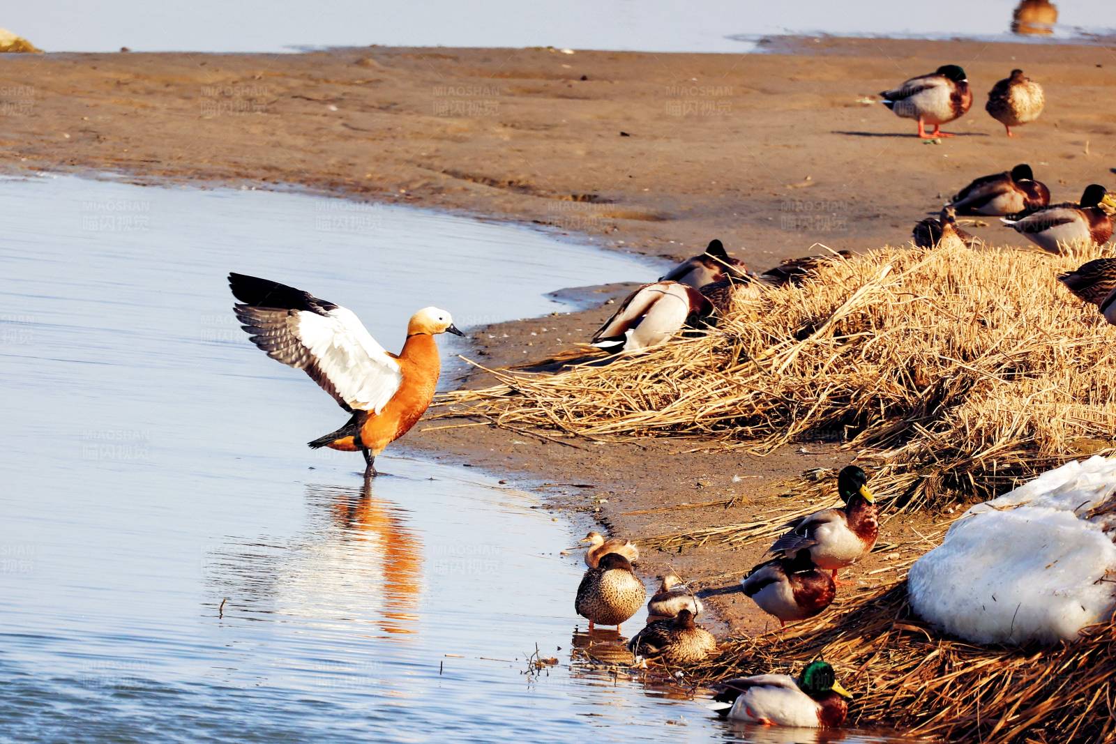 鸭子的天堂 北戴河湿地图片