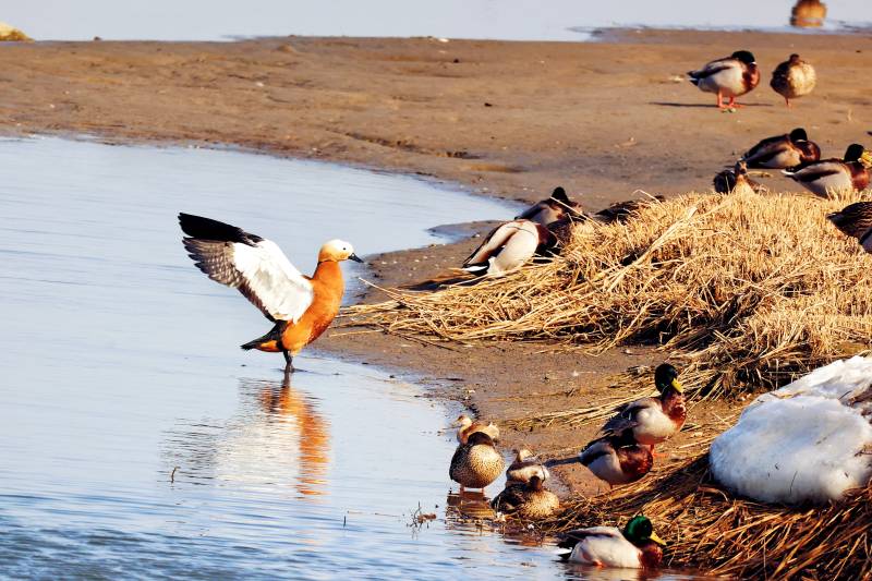 鸭子的天堂 北戴河湿地图片