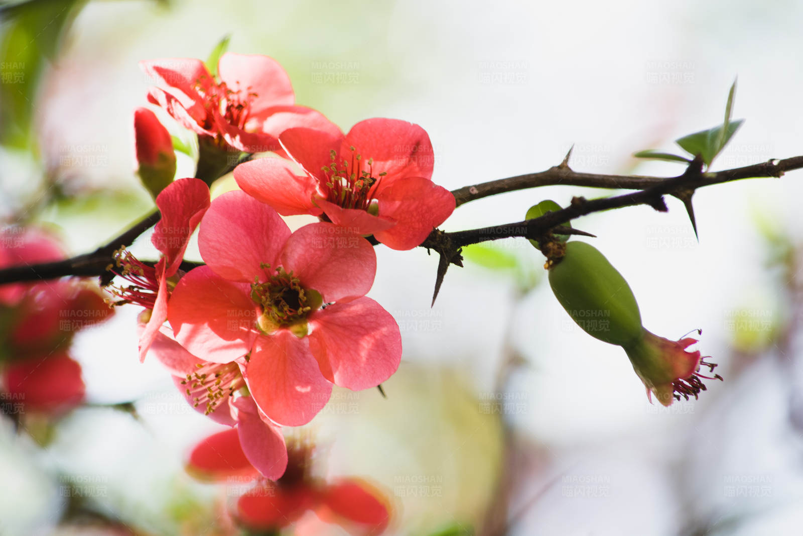 春日红花绽放图片