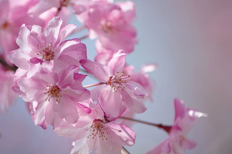 粉色樱花绽放图片