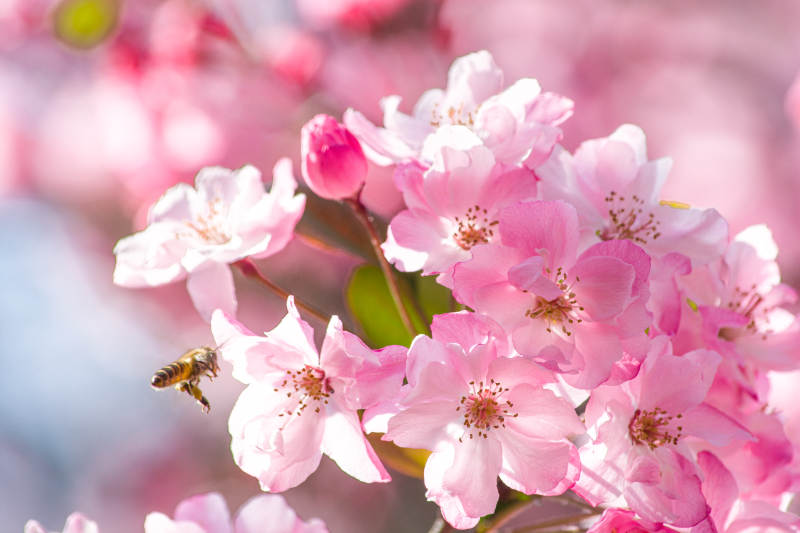 蜜蜂与海棠图片