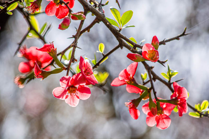 红花盛开 春意盎然图片