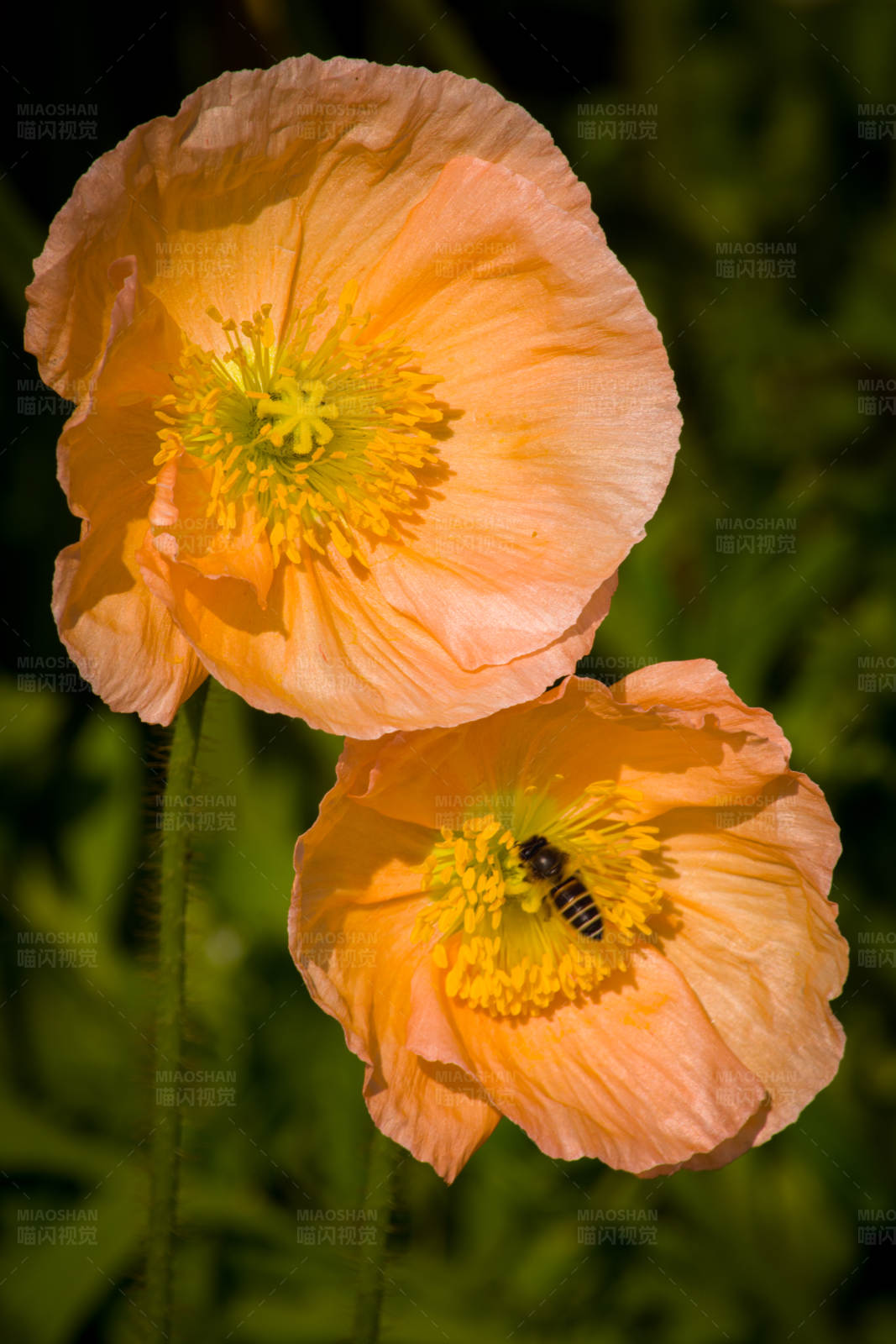 蜜蜂采蜜于橙色花朵图片