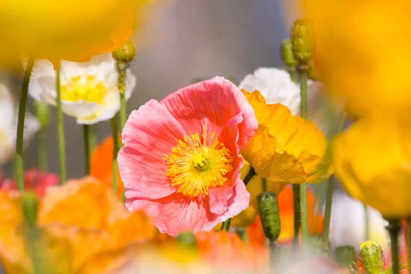 花海中的粉红虞美人图片
