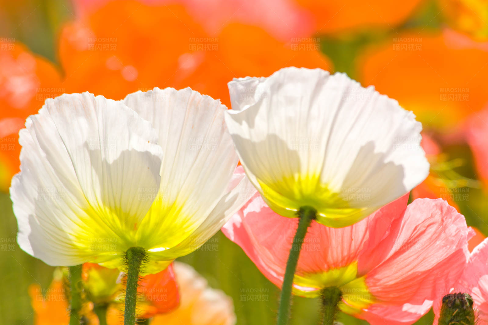 白色与橙色花朵的对比图片