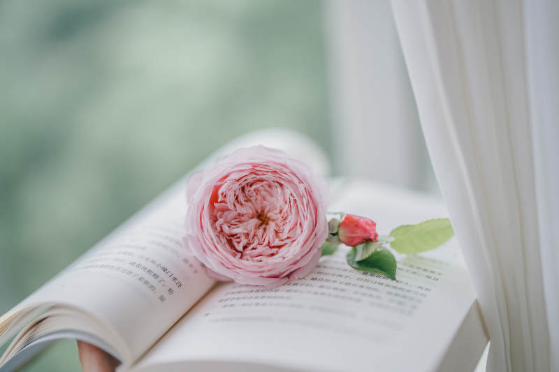 书页上的粉色玫瑰花图片