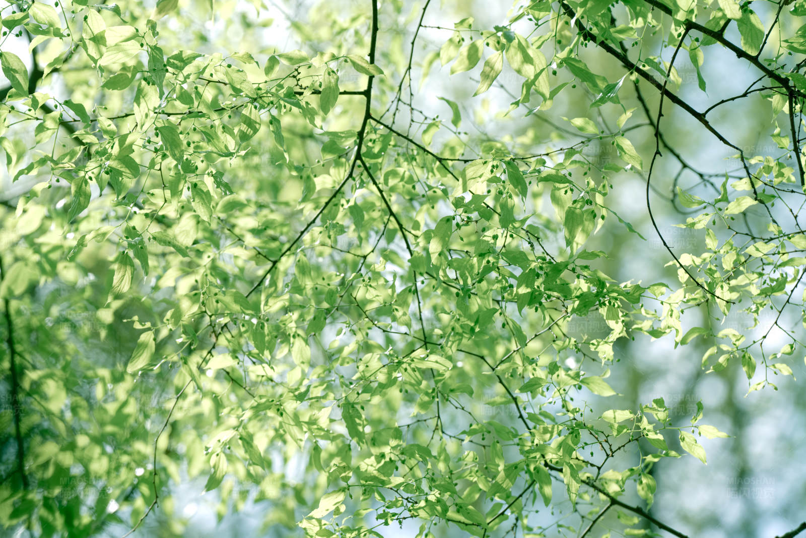 春日阳光下的嫩绿枝叶图片