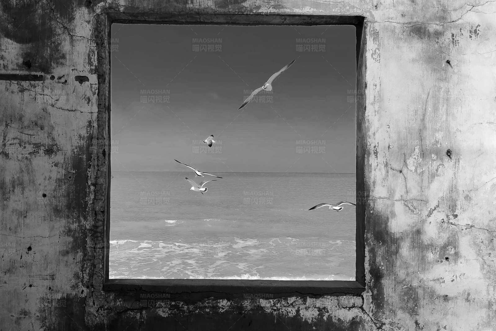 窗外飞翔的海鸥图片