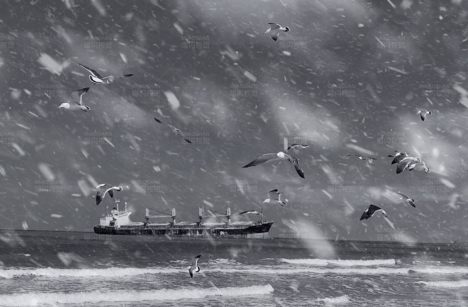 下雪天的维斯布鲁号和海鸥图片
