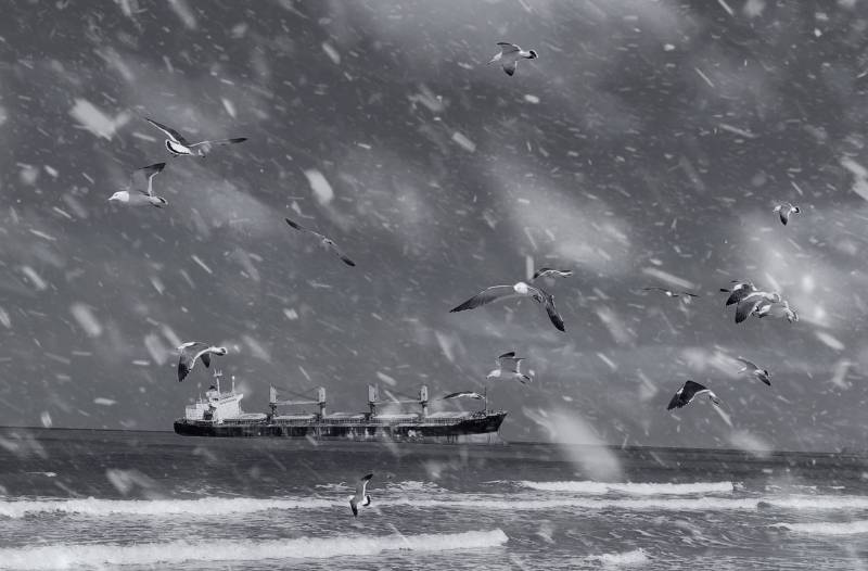 下雪天的维斯布鲁号和海鸥图片