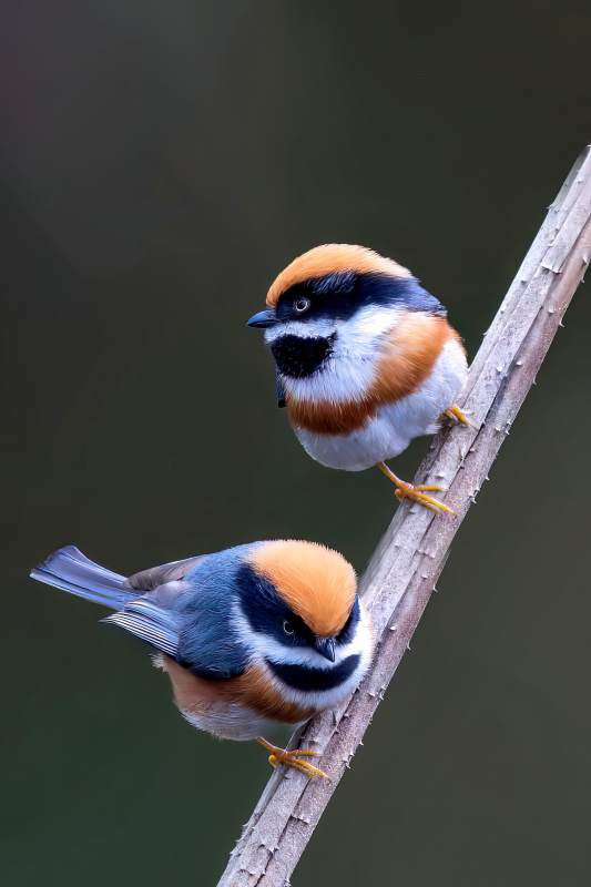 两只小鸟栖息在树枝上图片