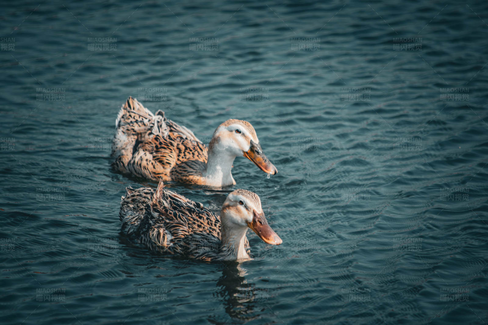 湖中游弋的两只鸭子图片