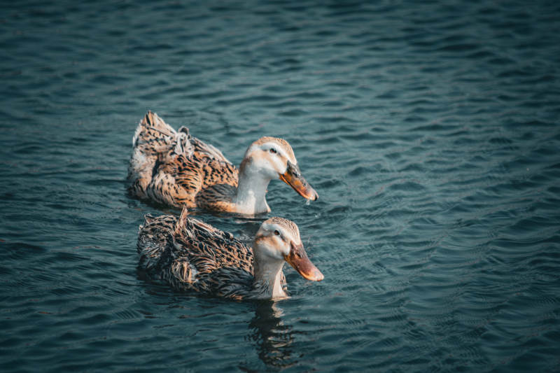 湖中游弋的两只鸭子图片