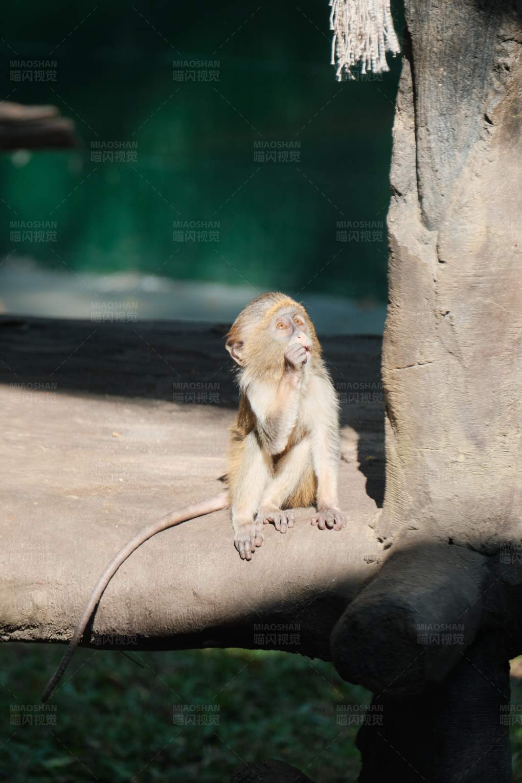 小猴静坐 树下乘凉图片