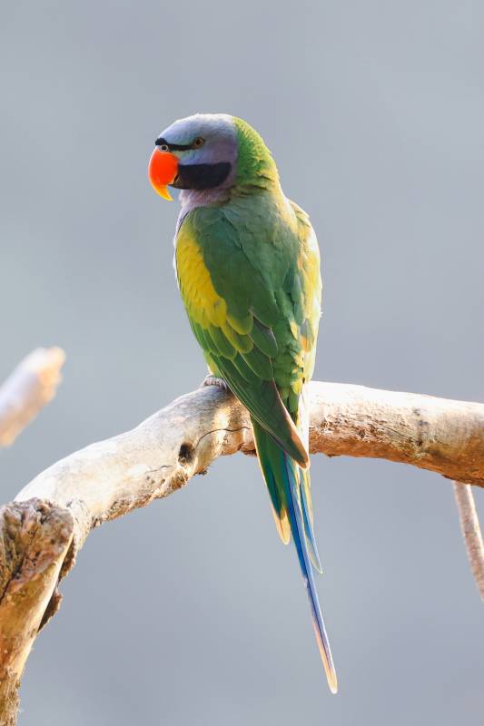 彩色鹦鹉栖息枝头图片