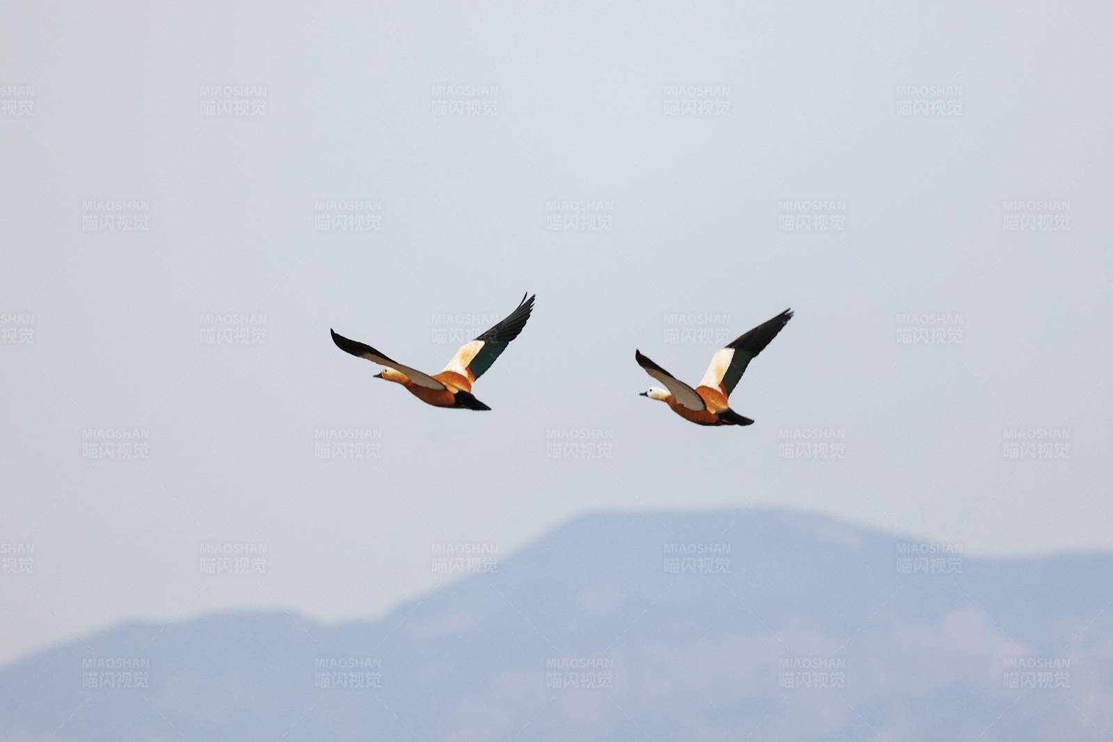 双鸟齐飞越山间图片