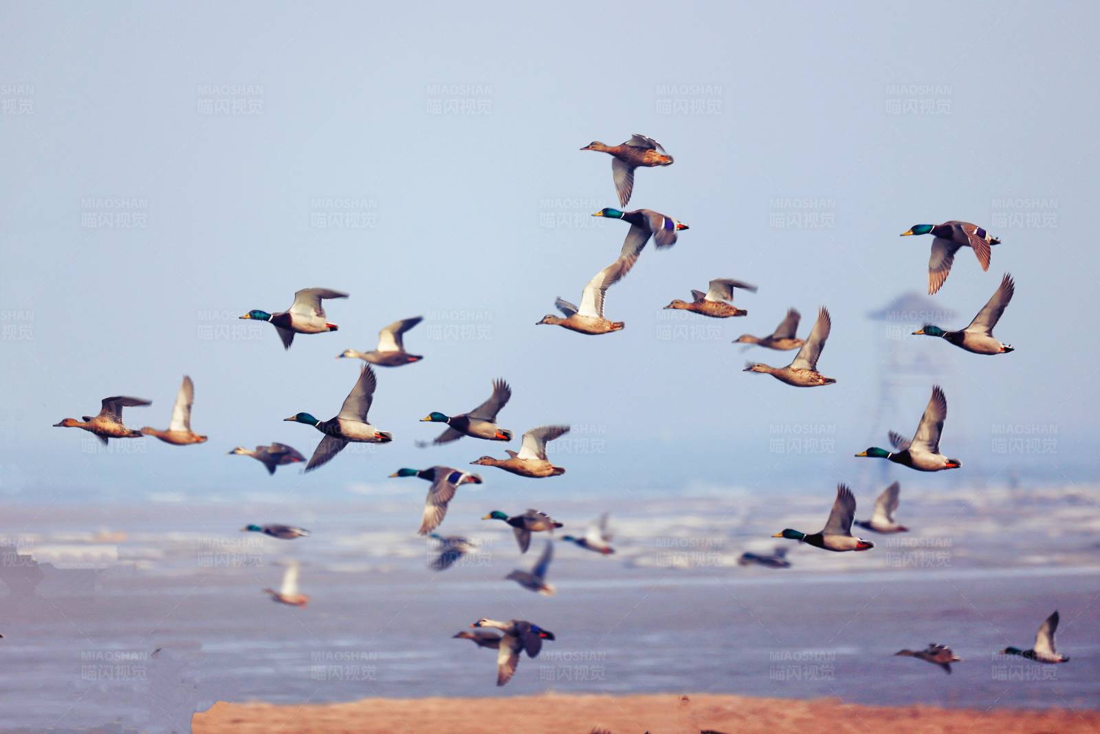 飞鸟群聚 湖面翱翔图片