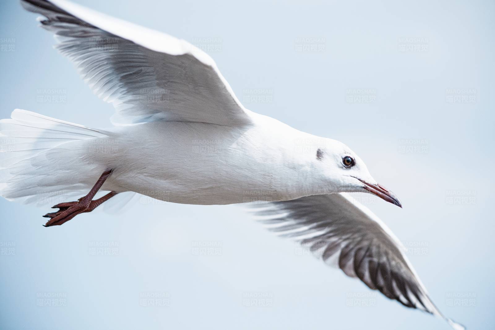 翱翔的海鸥图片