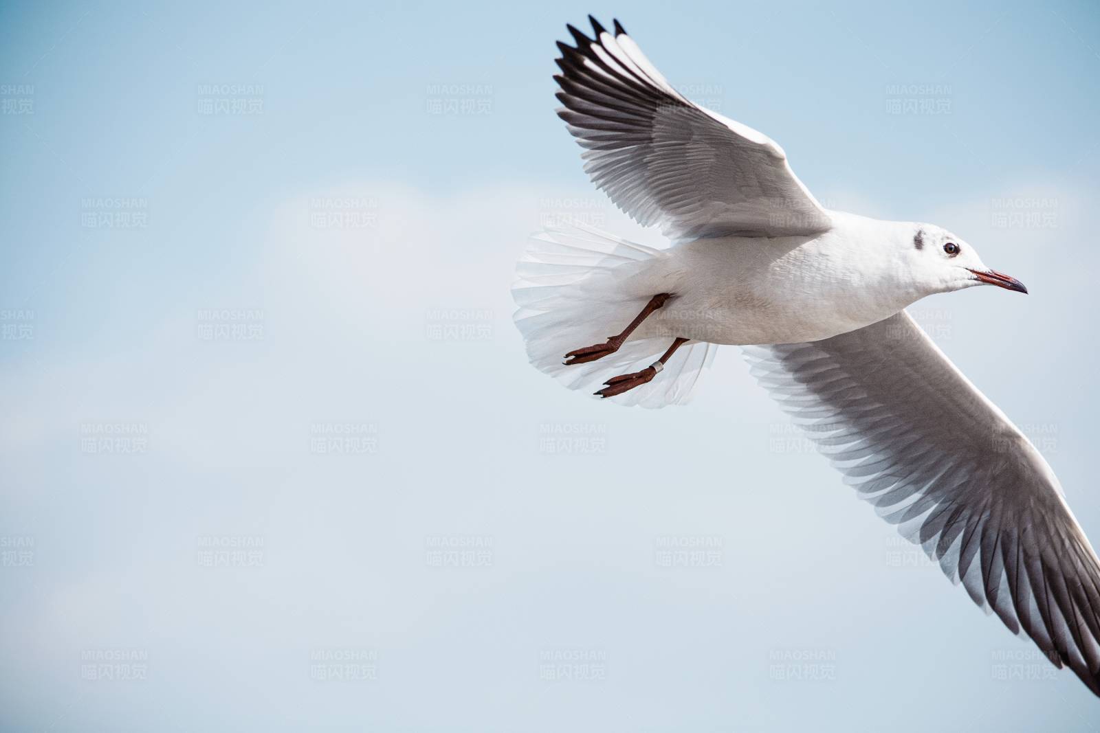 翱翔天际的海鸥图片