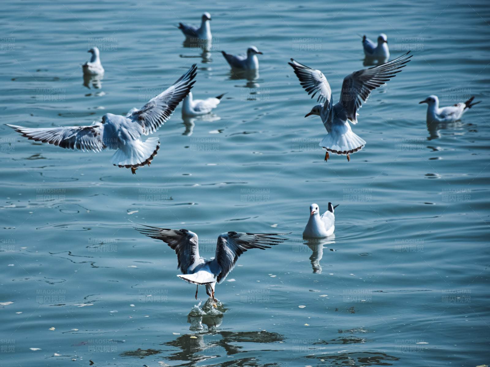 海鸥群飞图片