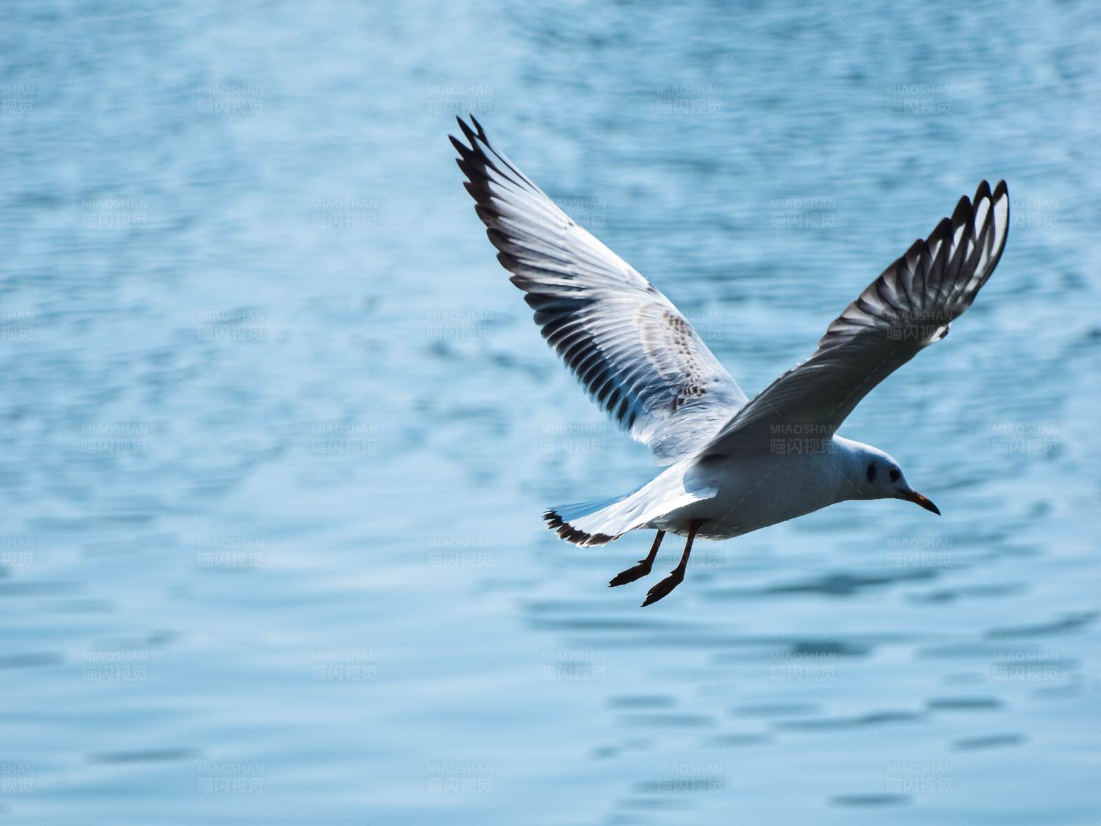 海鸥翱翔图片