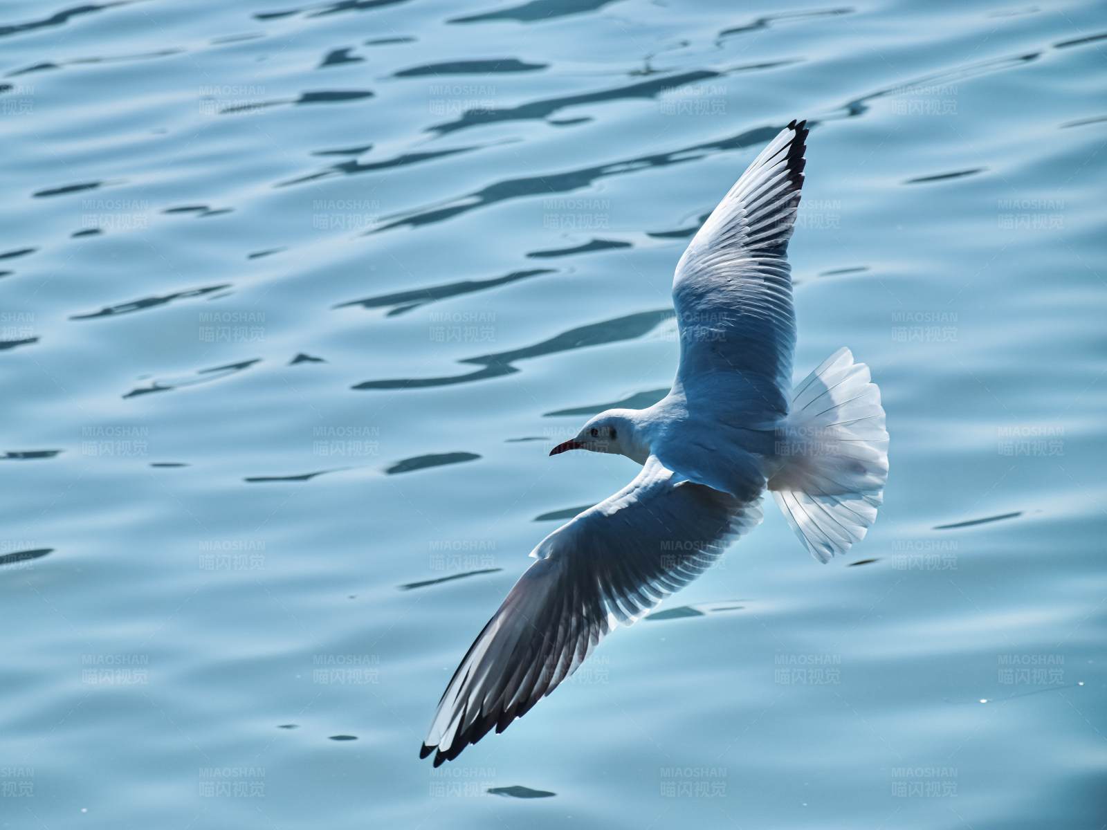 海鸥翱翔图片