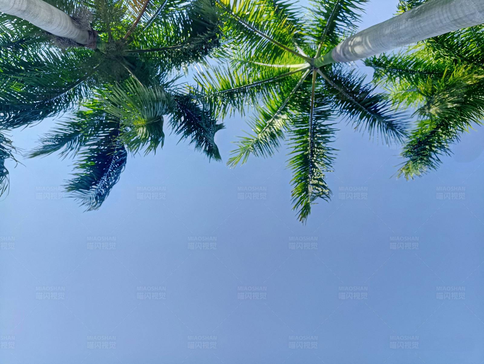 椰影蓝天图片