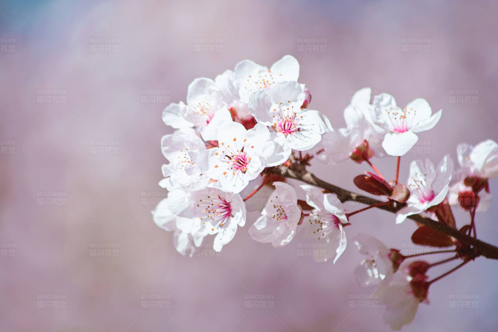 樱花盛开的美丽瞬间图片