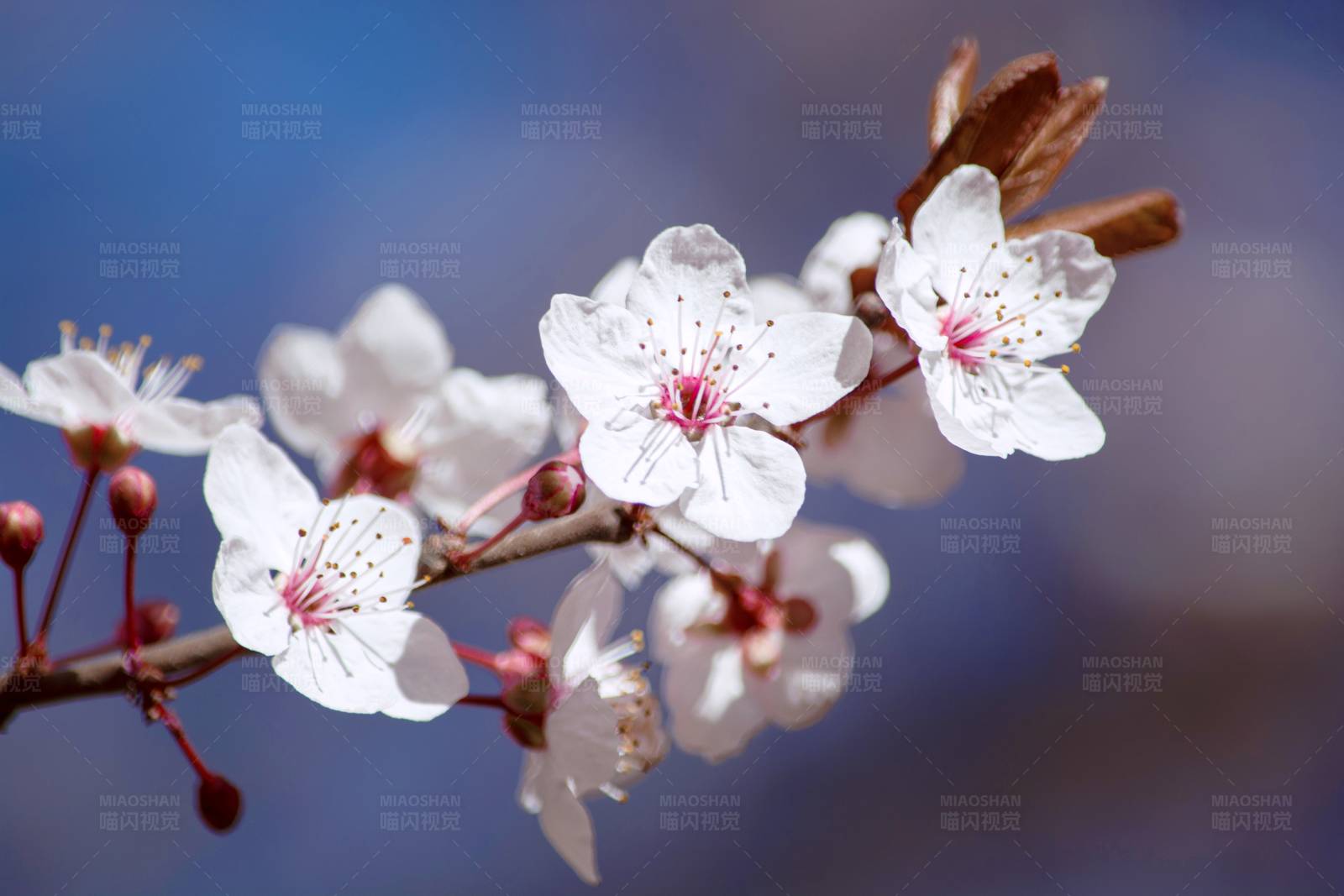 春日杏花绽放图片
