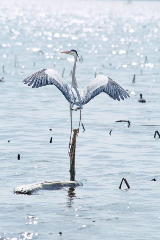 苍鹭展翅 水面独舞图片
