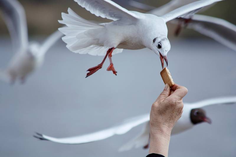 空中喂食海鸥图片
