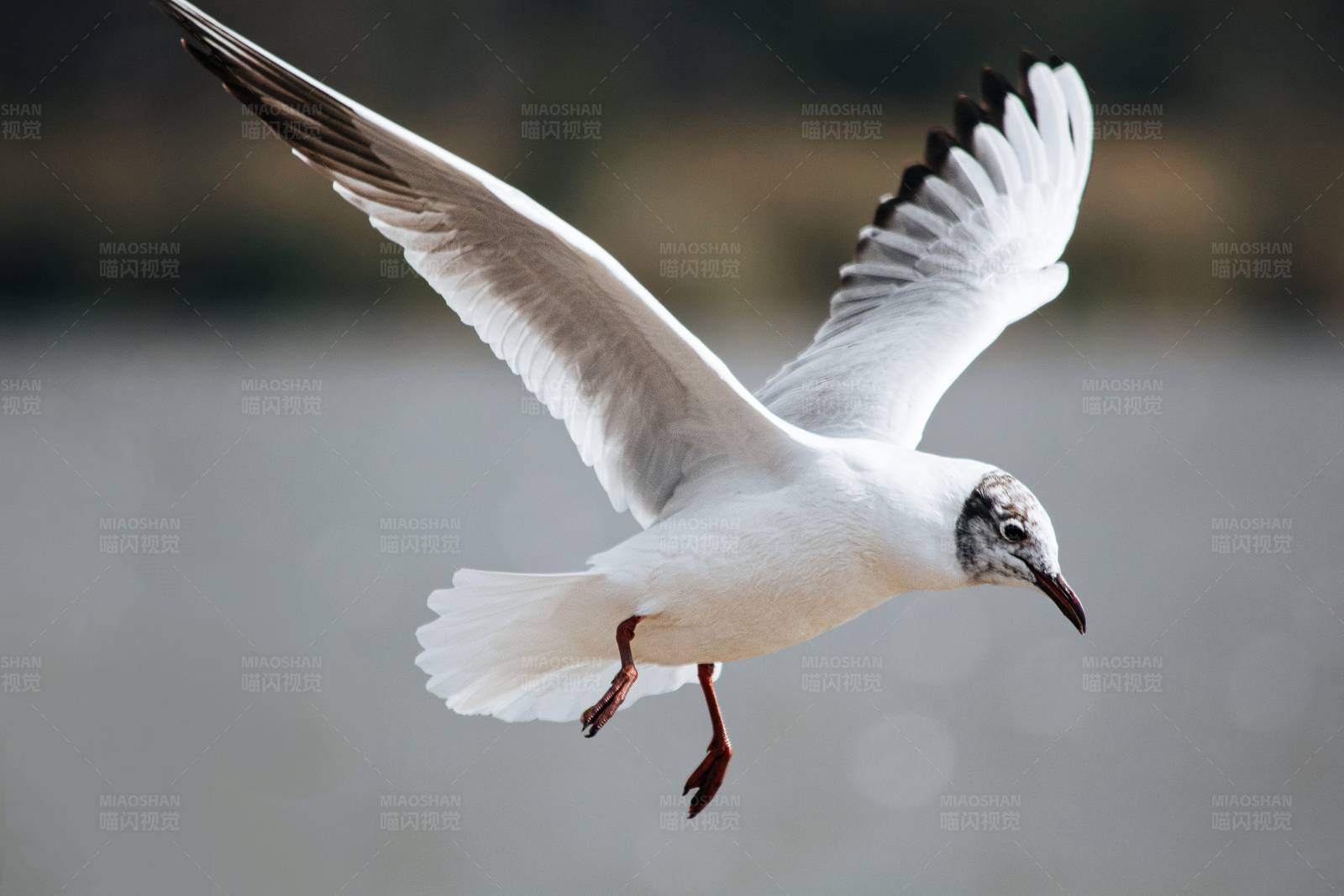 飞翔的海鸥图片