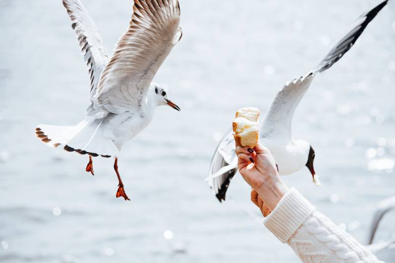 海鸥争食图片