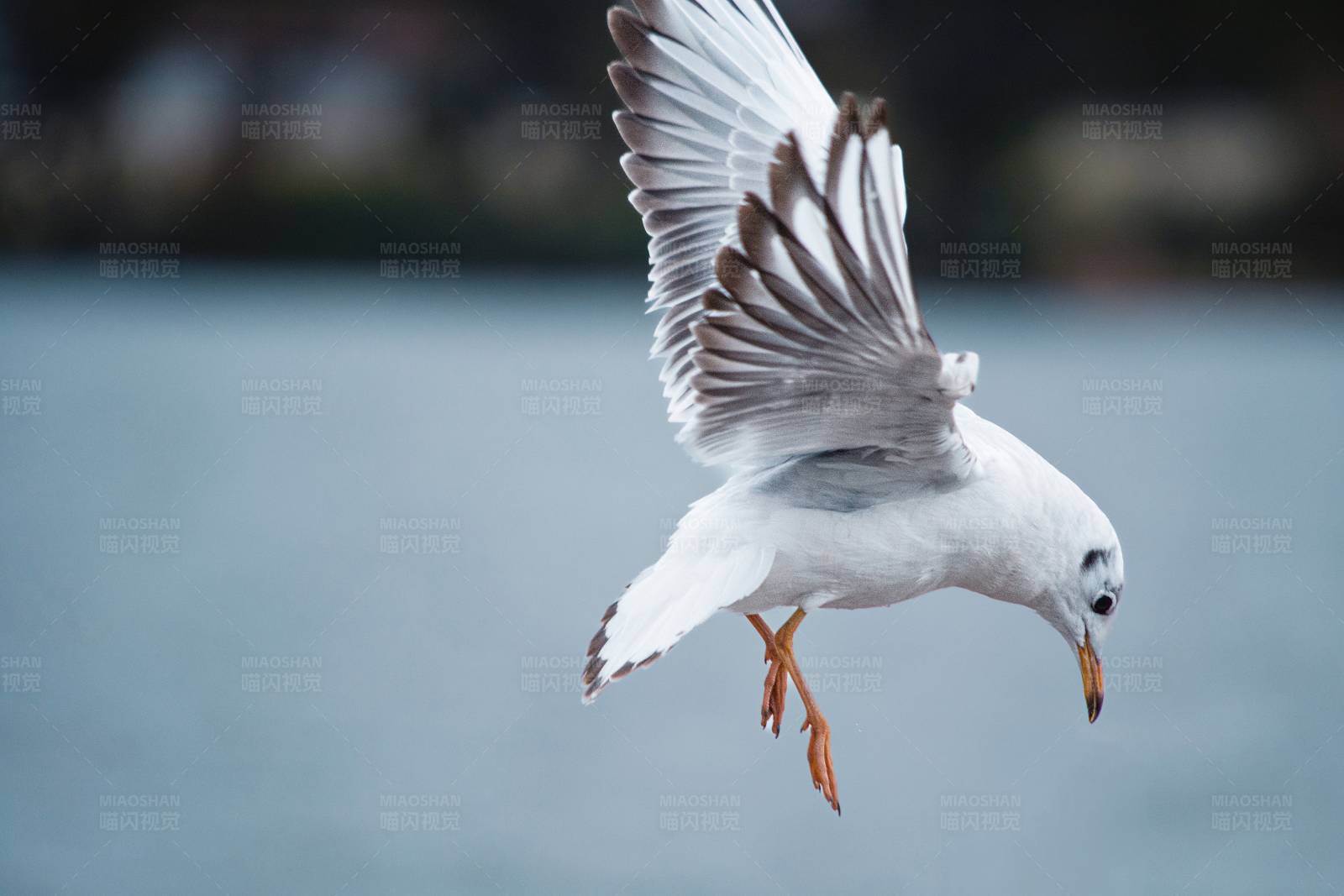 海鸥翱翔图片