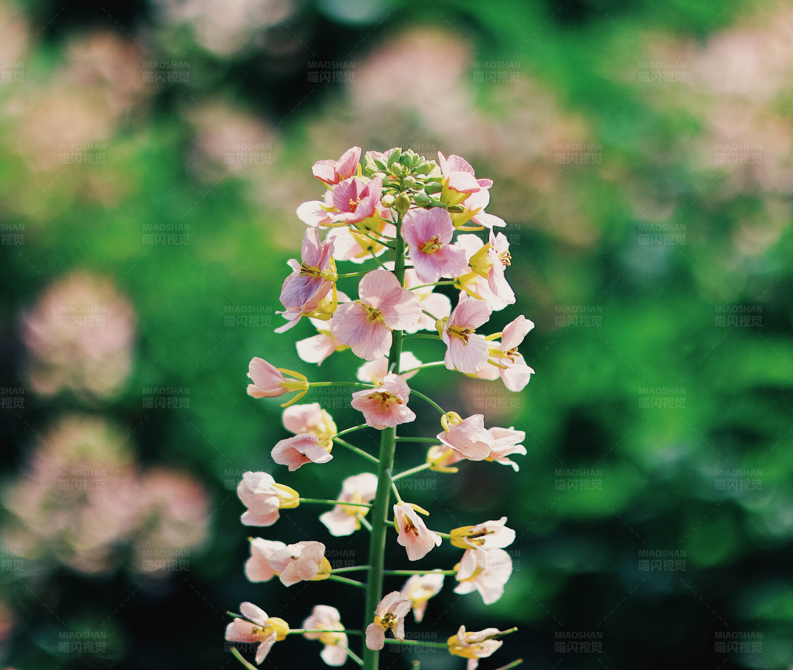 粉色油菜花朵的特写图片