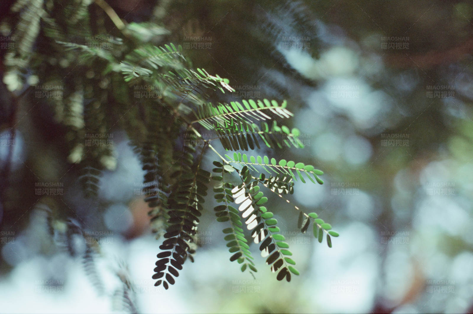 绿叶垂挂 光影交错图片