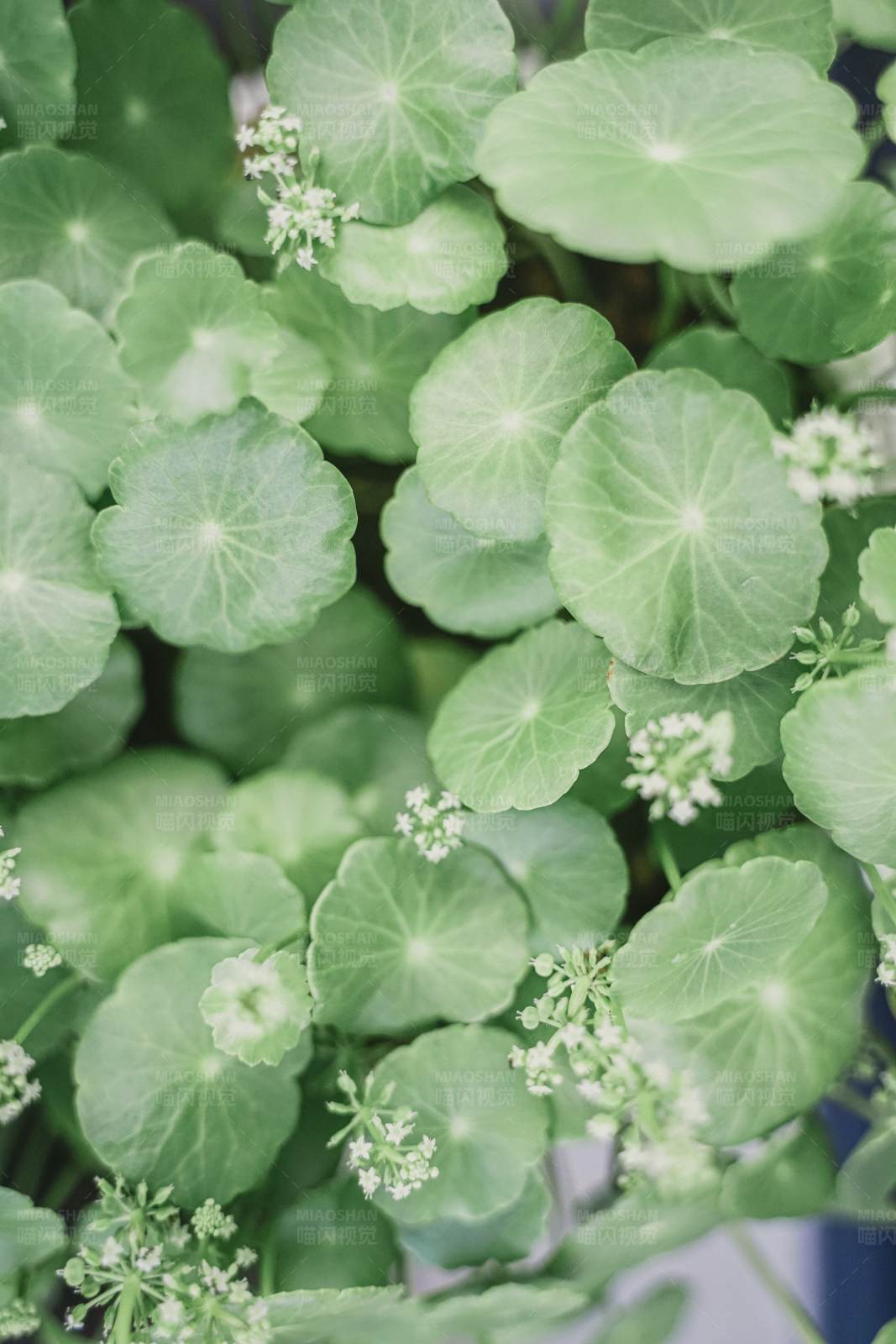 绿叶白花植物特写图片