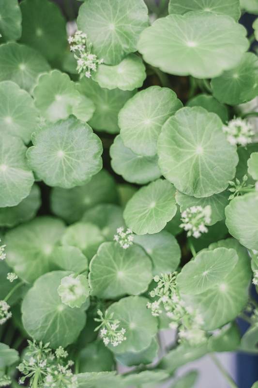 绿叶白花植物特写图片