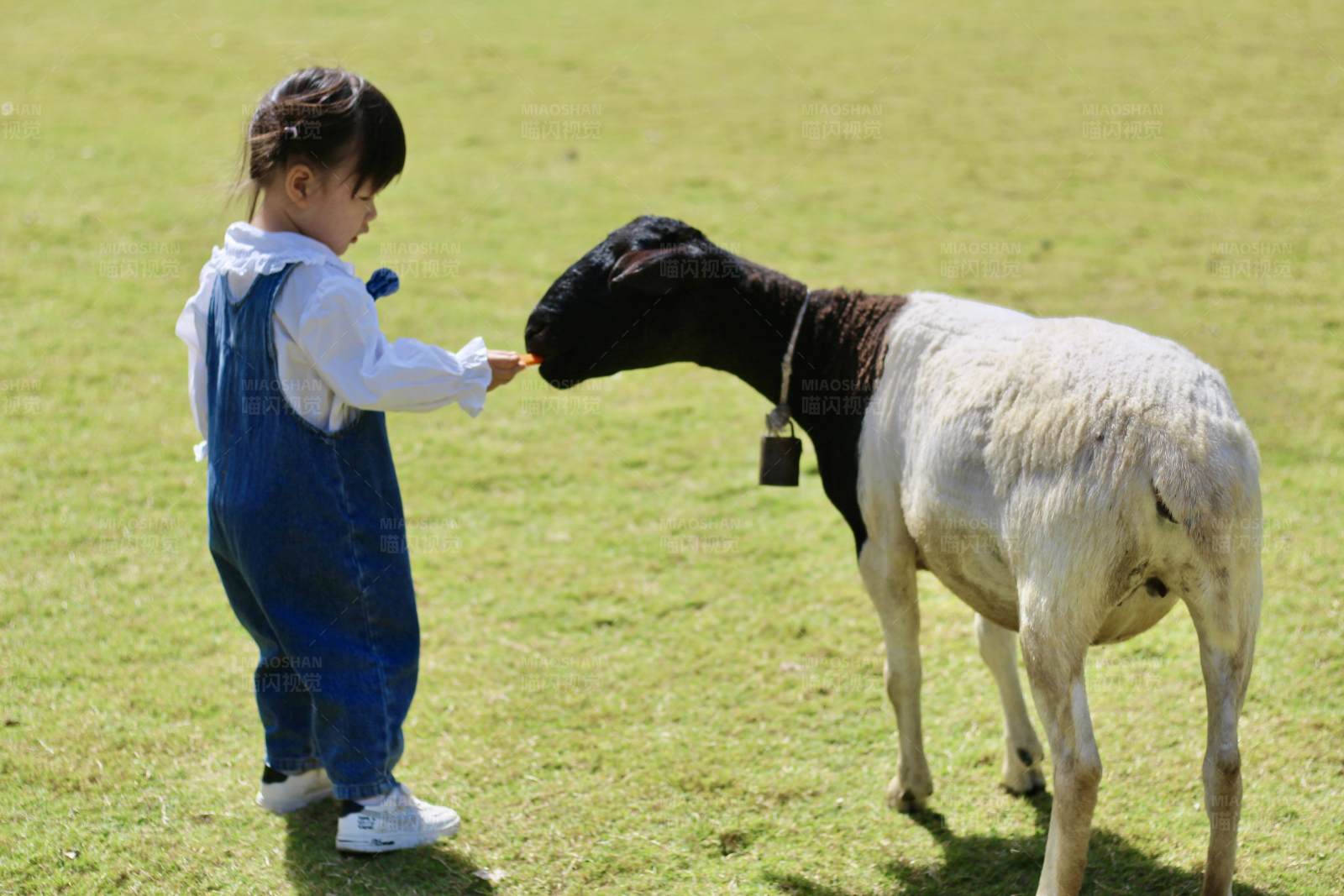 小孩喂羊图片