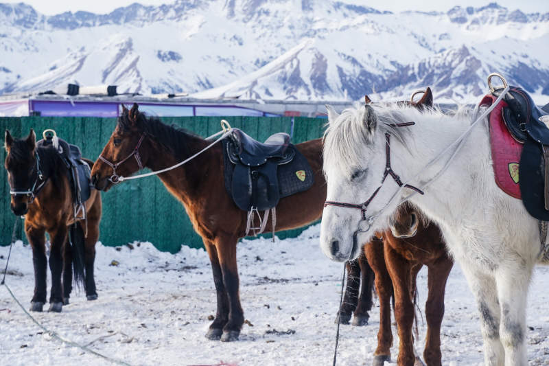 雪地里的三匹马图片