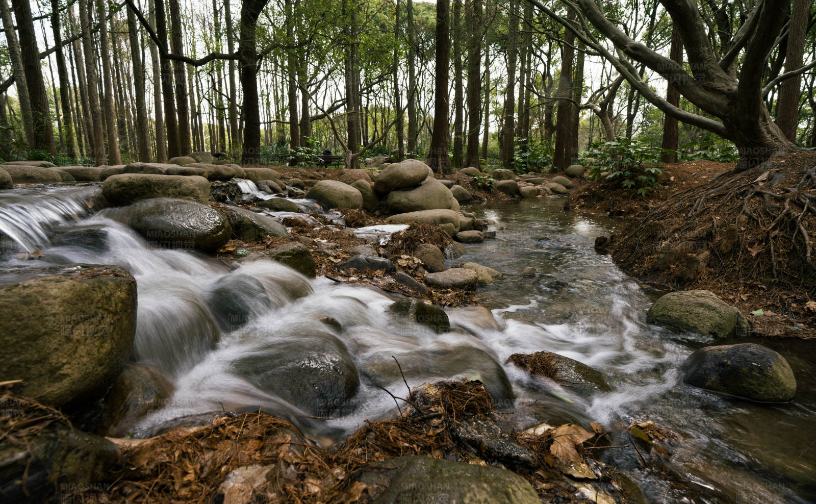 森林溪流图片