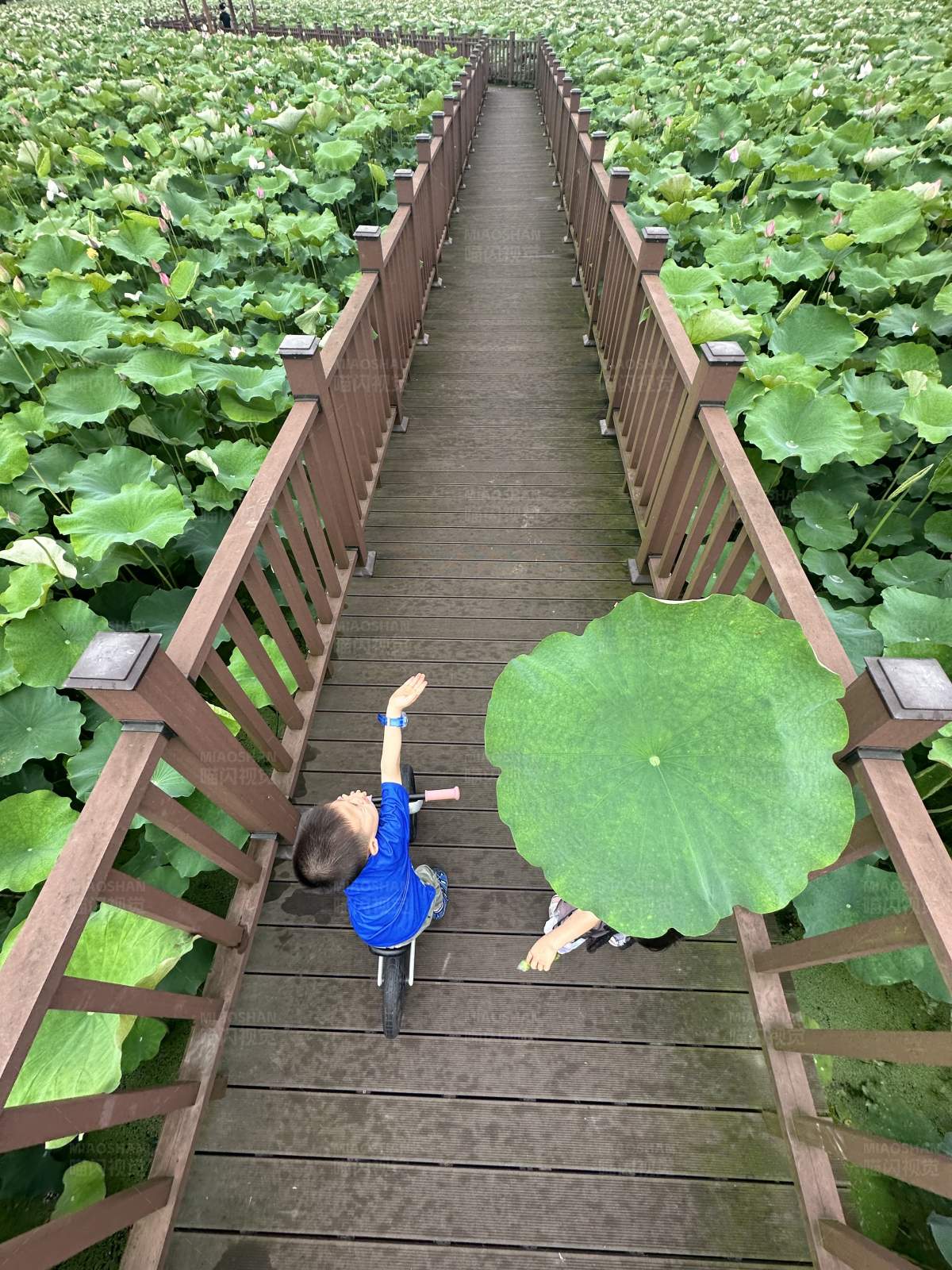 童趣莲叶间图片