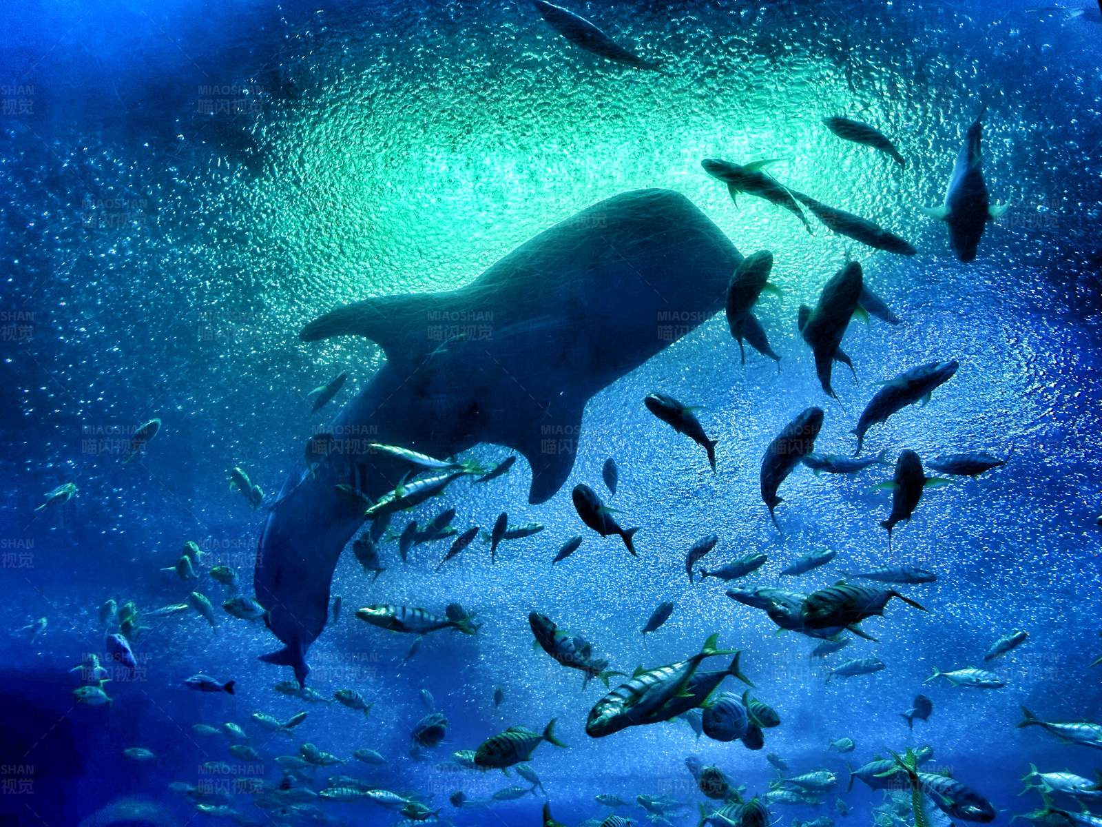 鲸鲨与鱼群共游图片