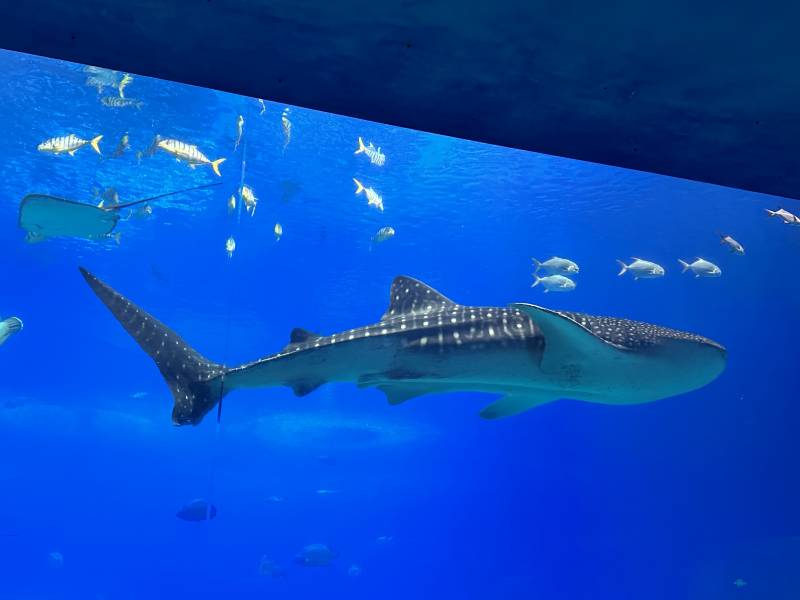 鲸鲨水族馆游图片