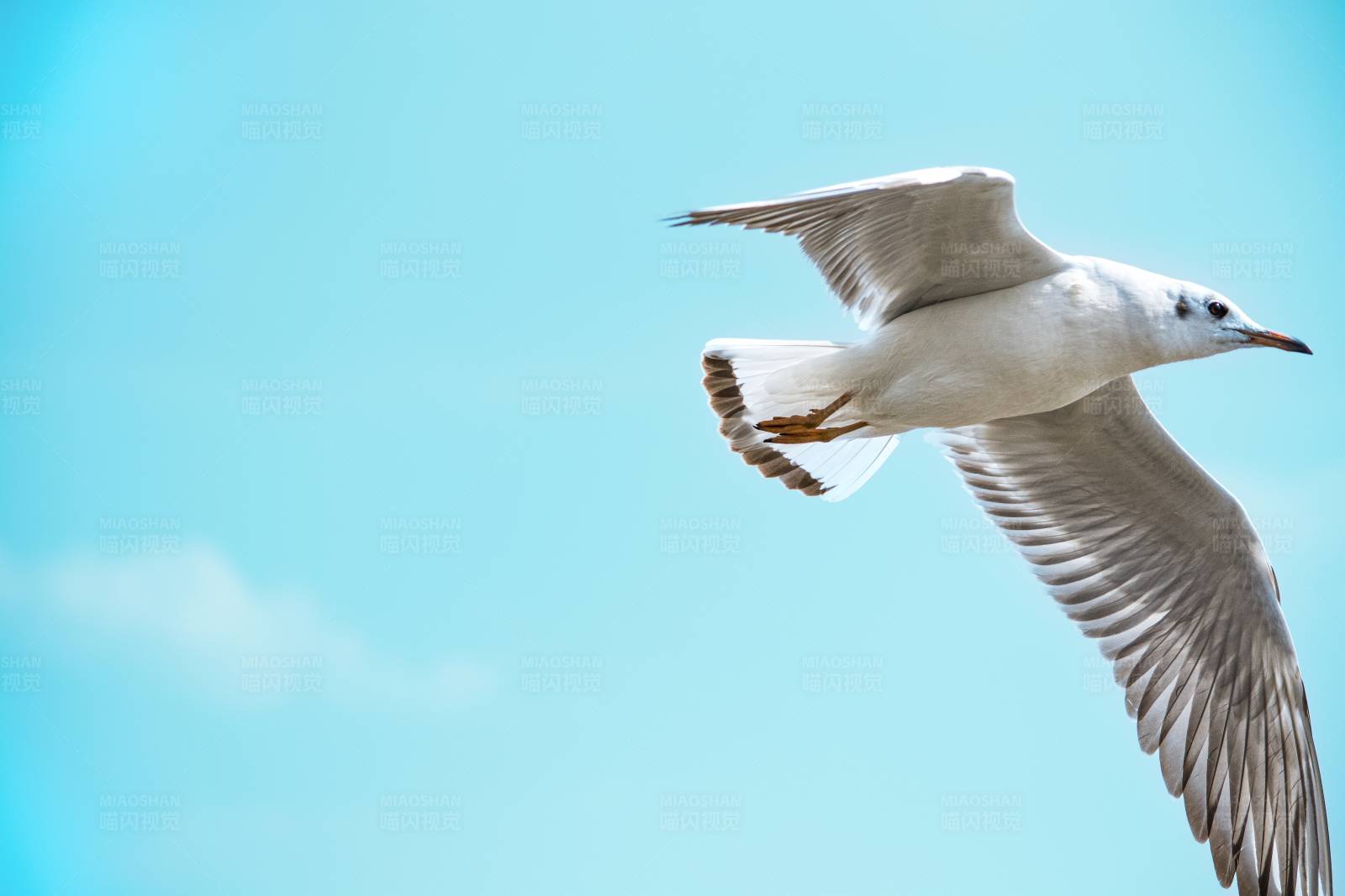 翱翔蓝天的海鸥图片