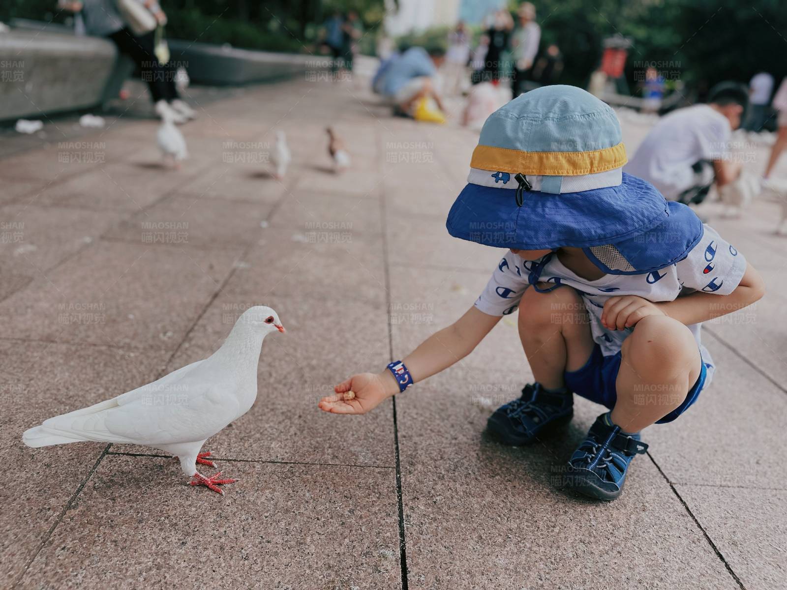 小孩喂鸽子图片