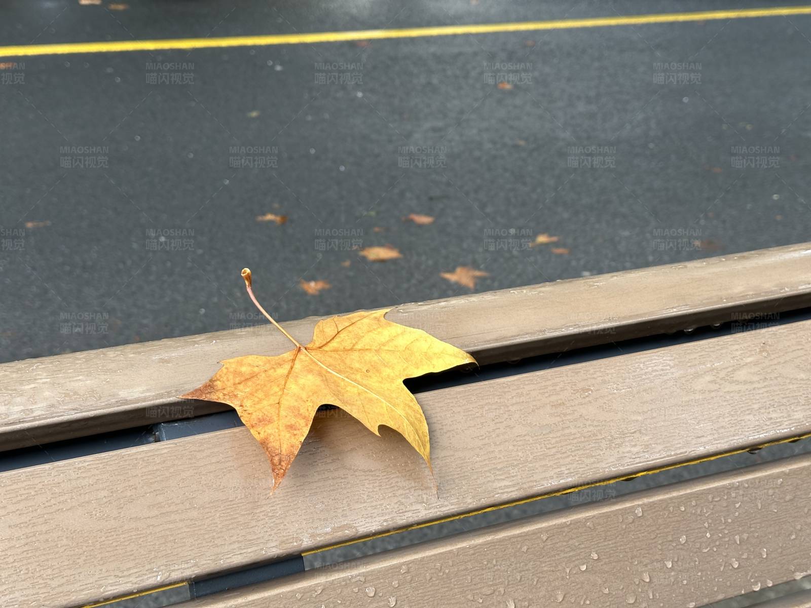 秋叶独留在长椅上图片