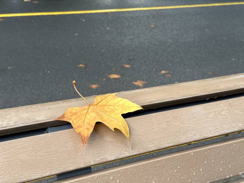 秋叶独留在长椅上图片