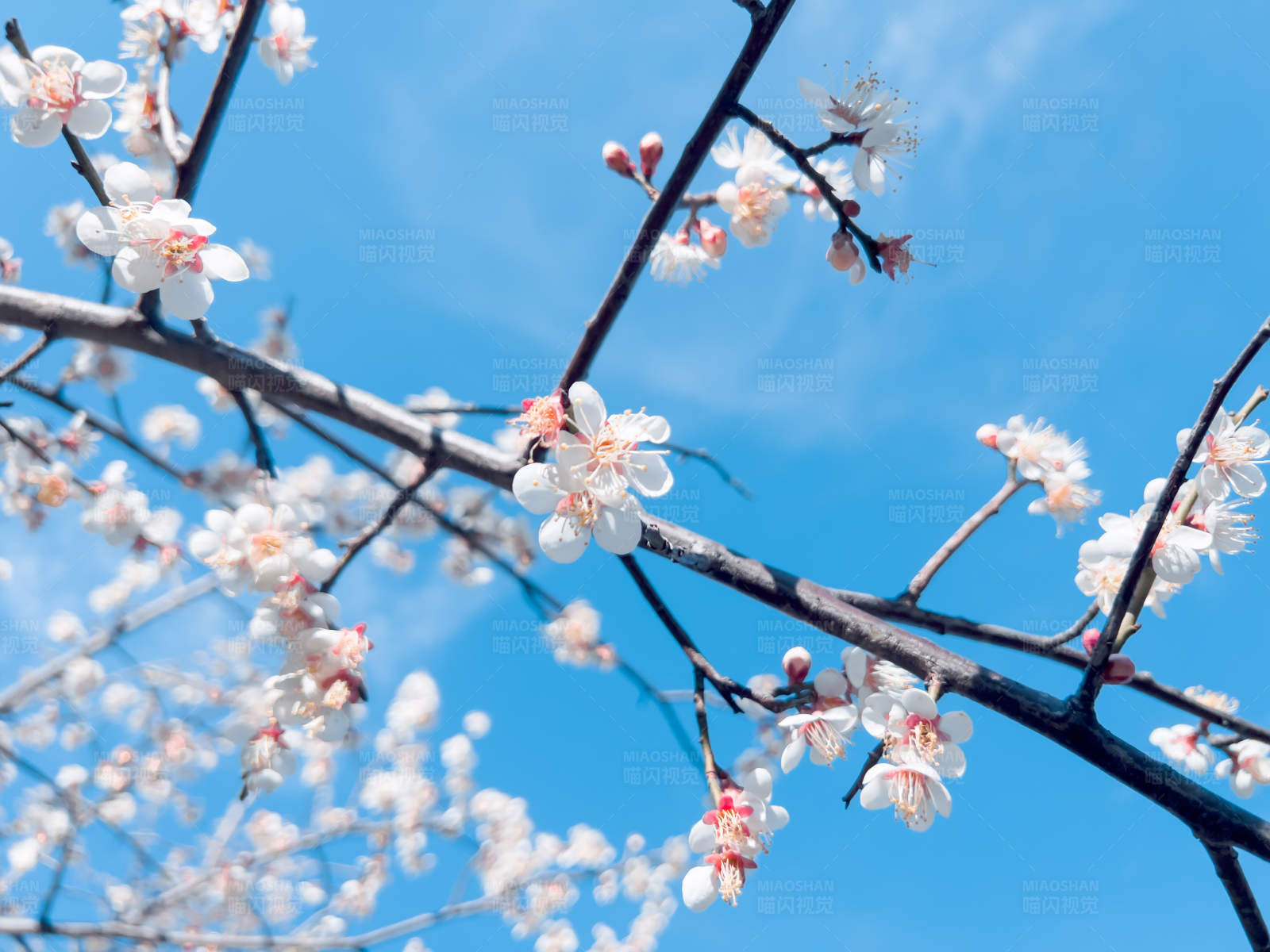 春日花开 蓝天映衬图片